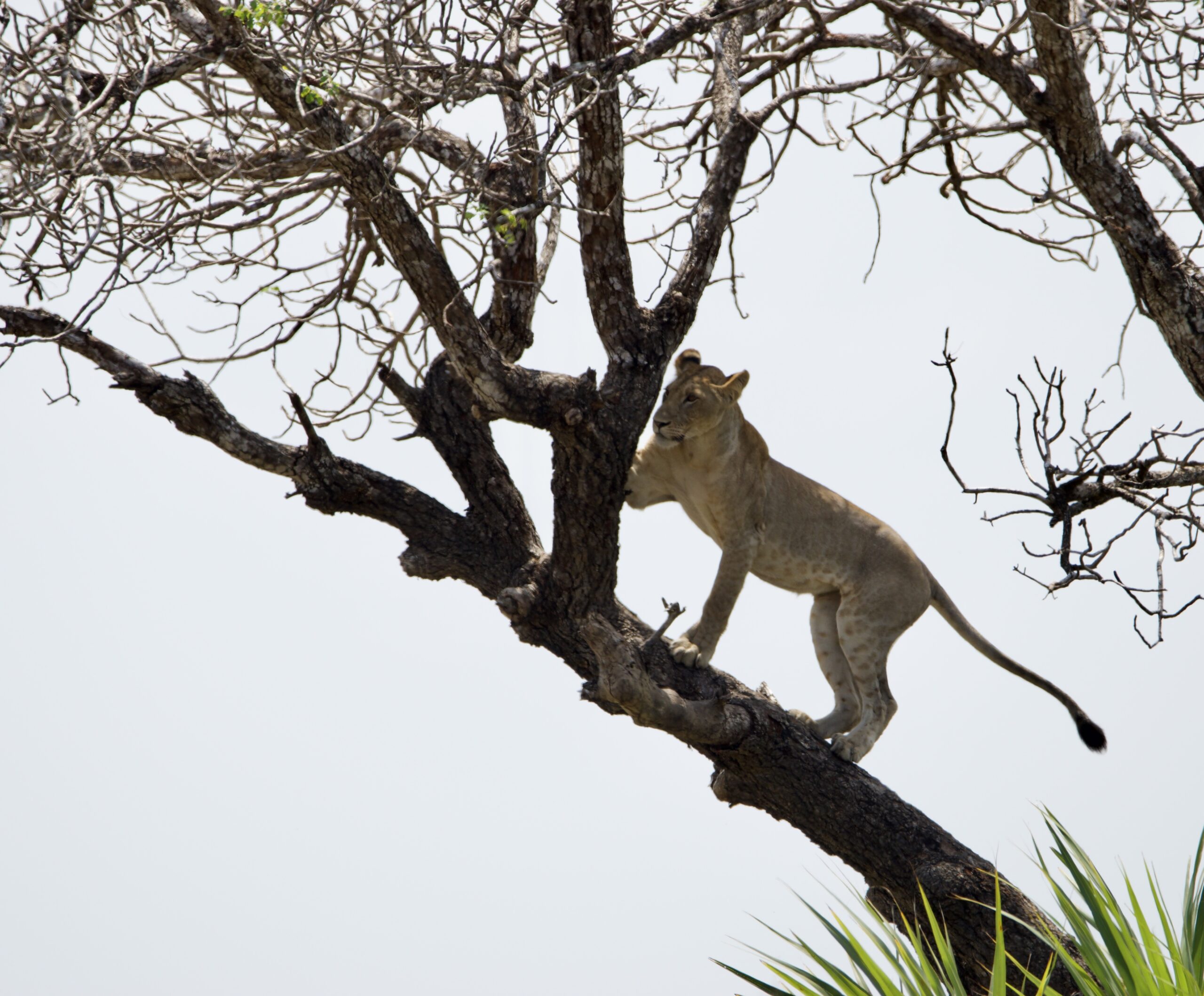 saadani lion project